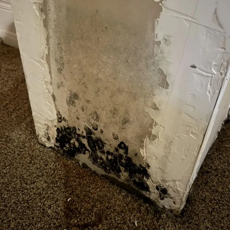 Professional Mold Removal in Williamsburg, VA